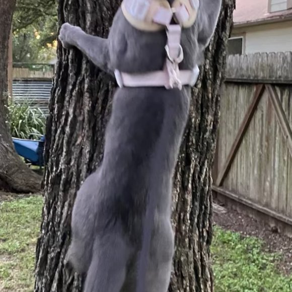 PETsRUS Premium No Pull Dog Harness 2 Leash Clips Beige Leather Neoprene Ivory - Picture 10 of 12